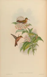 Amazilia rutila corallirostris